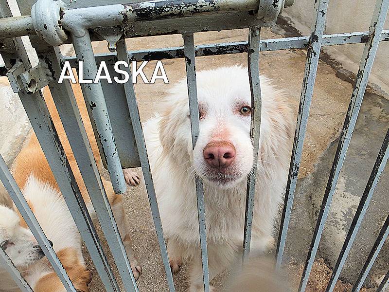 Adozione cane, maschio, Pastore maremmano Golden Retriever, 3 anni  e 9 mesi , taglia grande, Frosinone