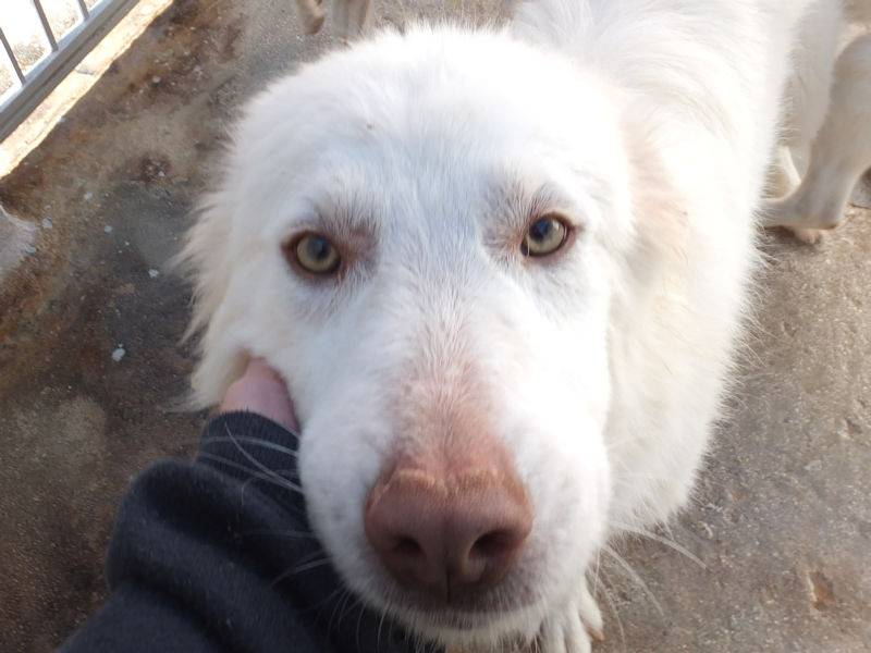 Adotta un cane, maschio, 3 anni  e 9 mesi , Frosinone