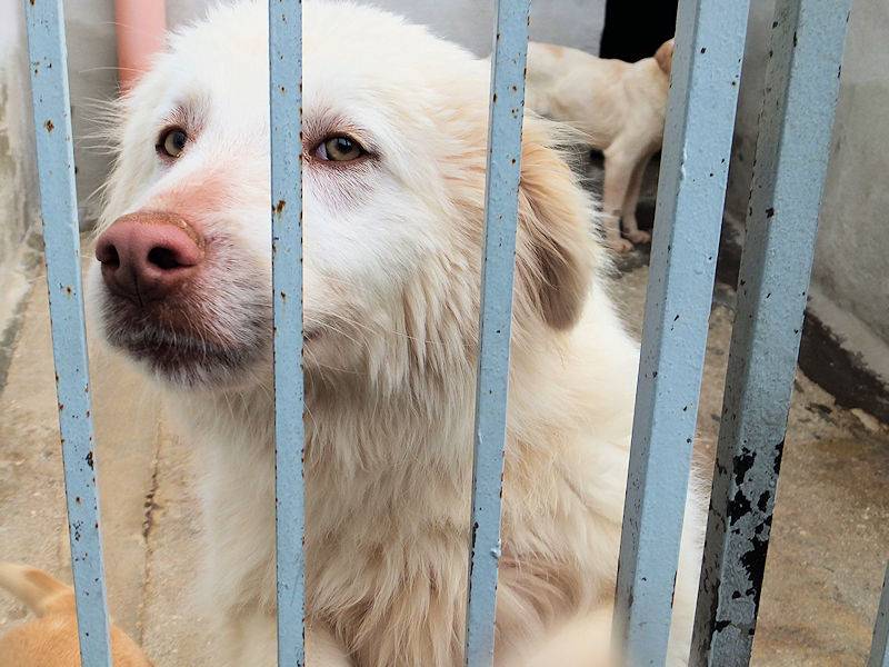 Adotta un cane, taglia grande, maschio, Frosinone