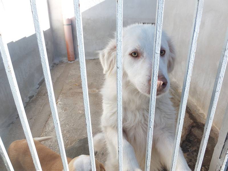 Vuoi adottare un cane a Frosinone?