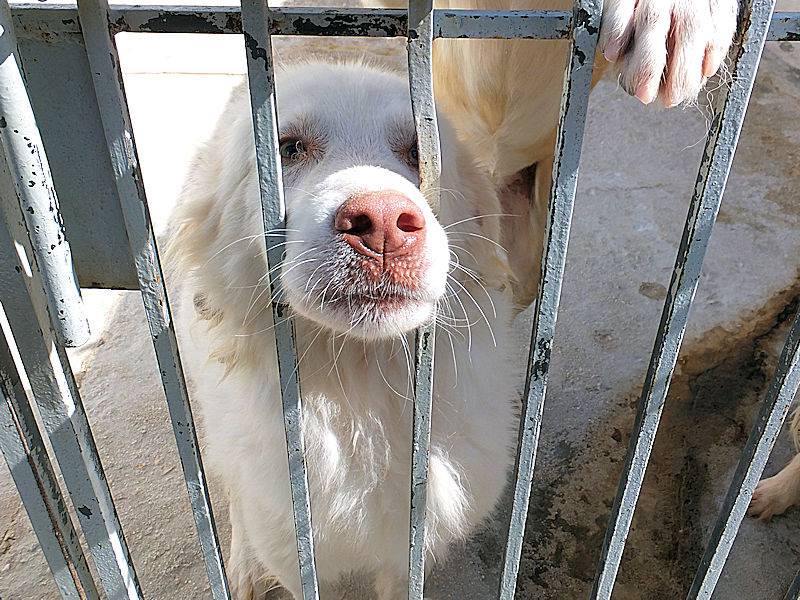 Adotta il cane ALASKA a Frosinone