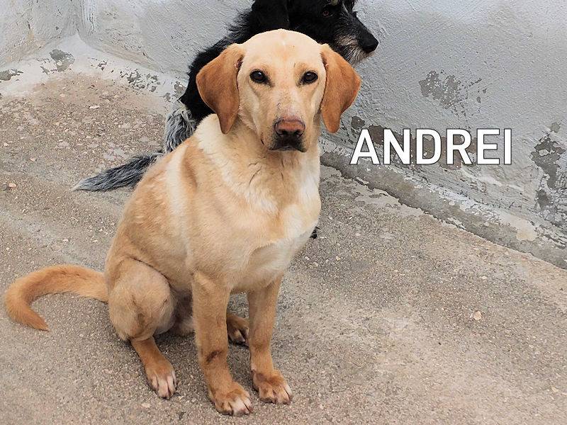 Adozione cane, maschio, Labrador Retriever Razza sconosciuta, 6 anni e 7 mesi, taglia grande, Frosinone