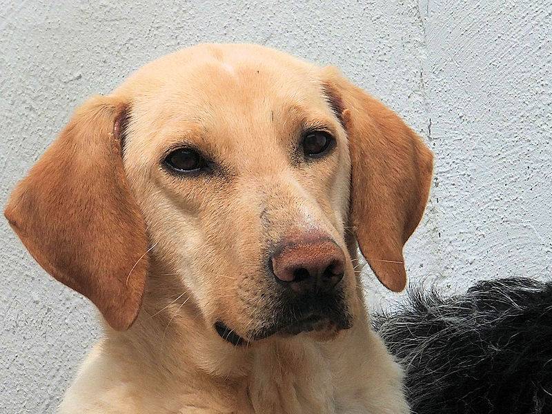 Adotta un cane, maschio, 6 anni e 7 mesi, Frosinone