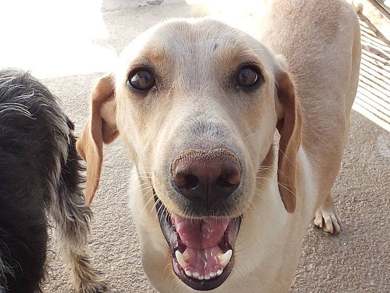 Adotta un cane, taglia grande, maschio, Frosinone