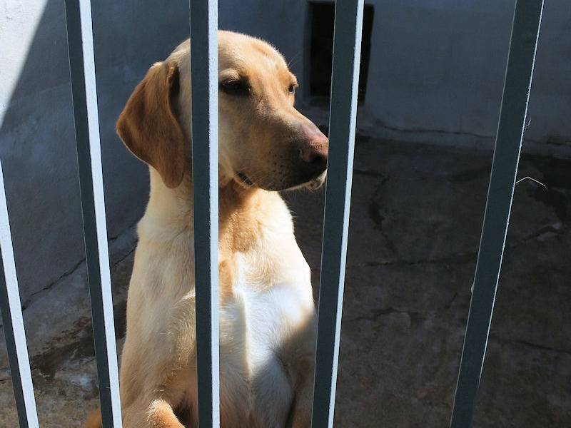 Adotta il cane ANDREI a Frosinone