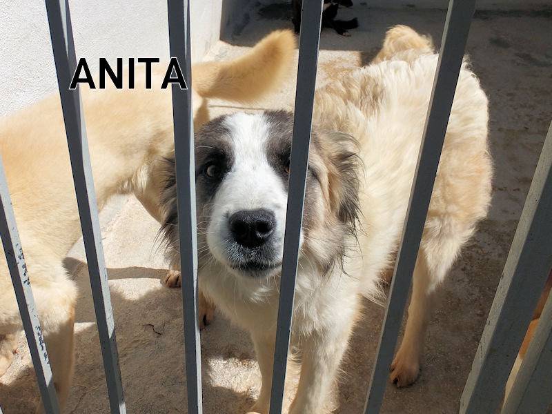 Adozione cane, femmina, Razza sconosciuta Razza sconosciuta, 2 anni e 3 mesi, taglia media, Frosinone
