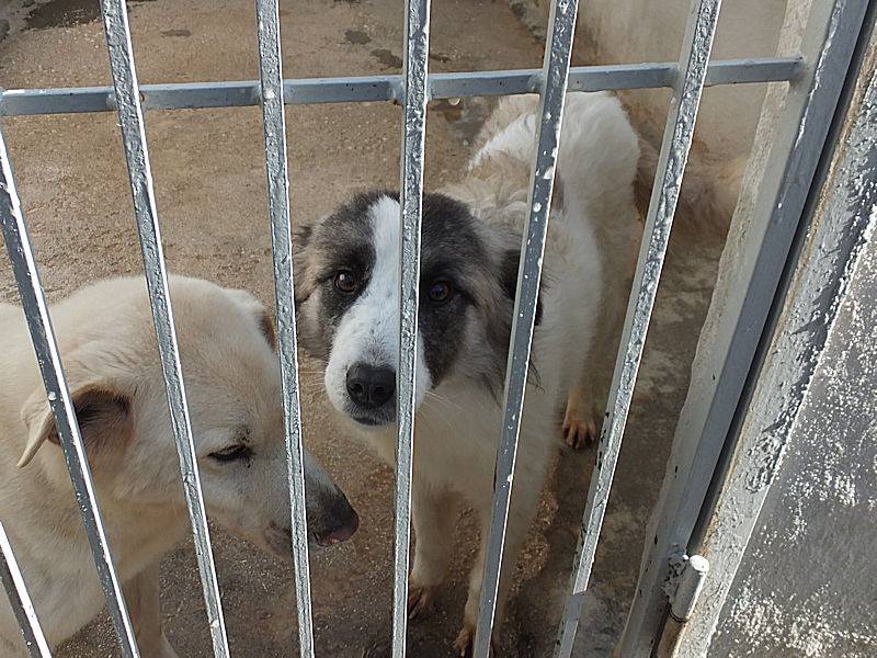 Adotta un cane, femmina, 2 anni e 3 mesi, Frosinone