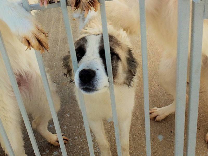 Adotta un cane, taglia media, femmina, Frosinone