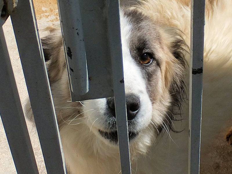 Vuoi adottare un cane a Frosinone?