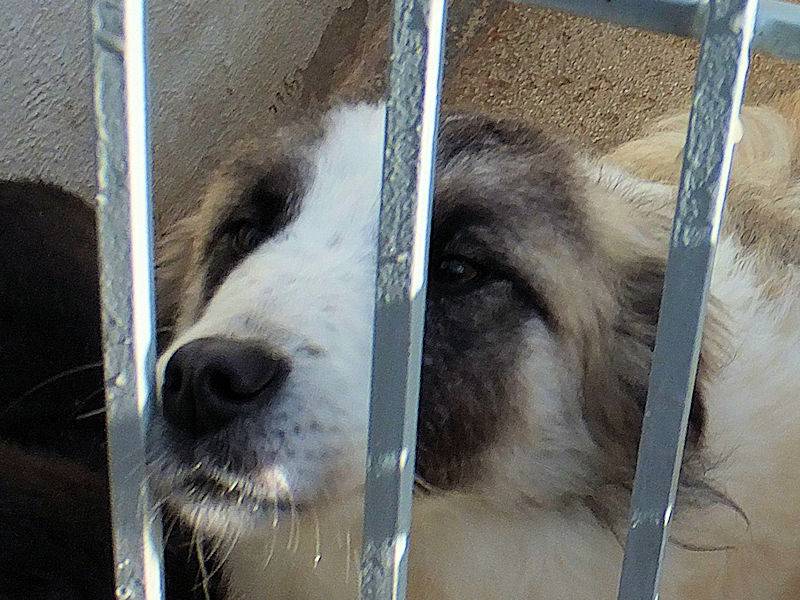 Adotta il cane ANITA a Frosinone