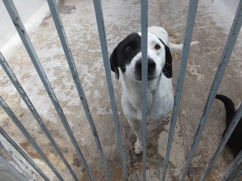 Adotta il cane ANTONIO a Frosinone
