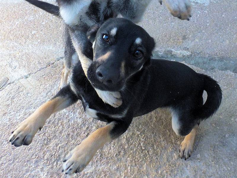 Adotta un cane, maschio, 1 anno e 3 mesi, Frosinone