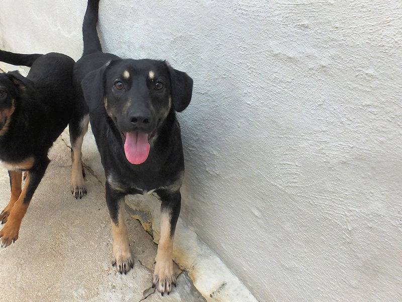 Adotta un cane, taglia media contenuta, maschio, Frosinone