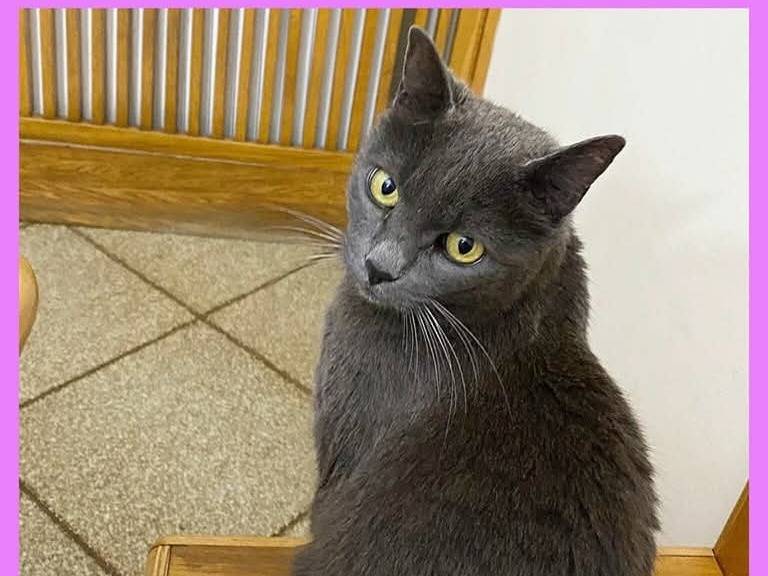 Adozione gatto, femmina, Certosino  Razza sconosciuta, 6 anni  e 8 mesi , taglia non valida, Torino