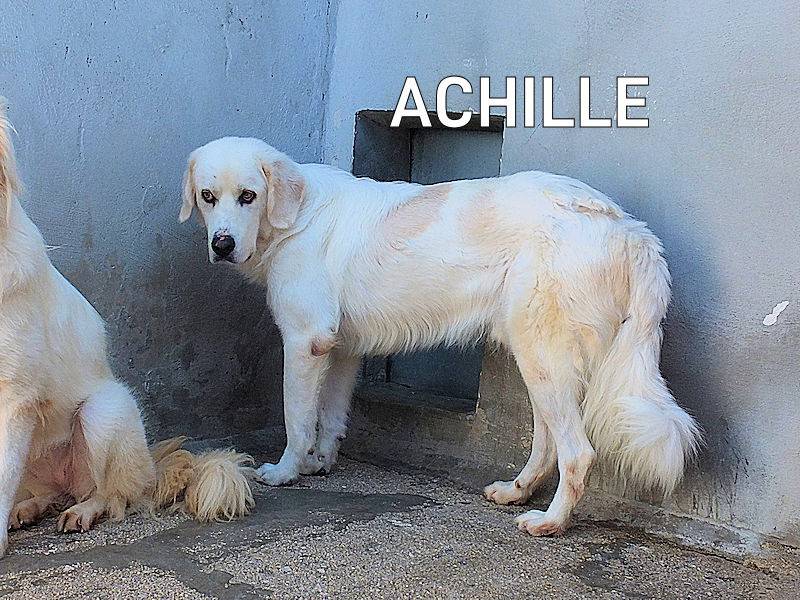 Adozione cane, maschio, Pastore maremmano Razza sconosciuta, 9 anni  e 4 mesi , taglia gigante, Frosinone