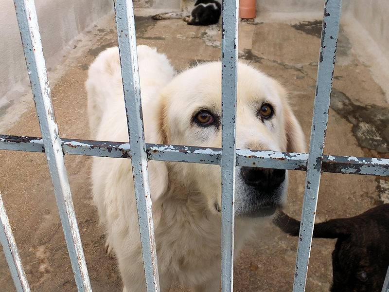 Adotta un cane, maschio, 9 anni  e 4 mesi , Frosinone