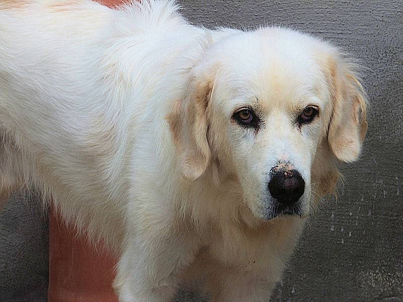 Vuoi adottare un cane a Frosinone?