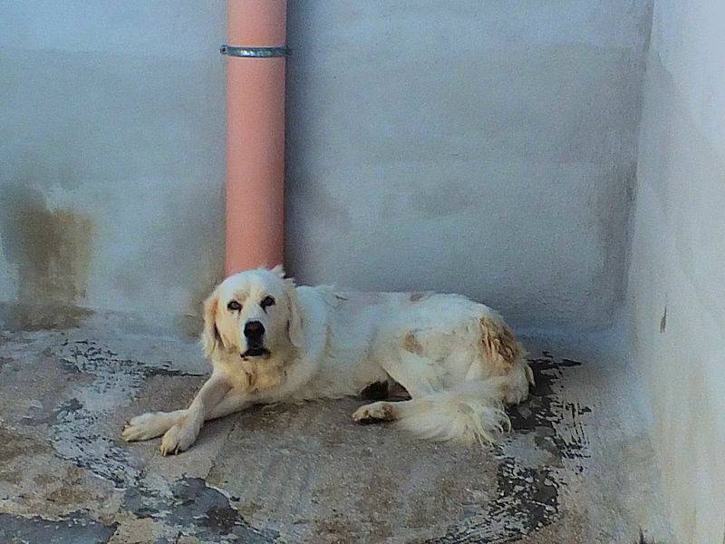 Adotta il cane ACHILLE a Frosinone