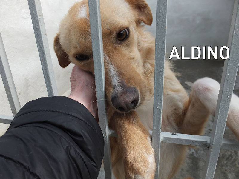 Foto dell'animale