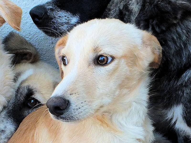 Adotta un cane, taglia media contenuta, maschio, Frosinone