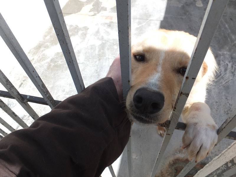Vuoi adottare un cane a Frosinone?