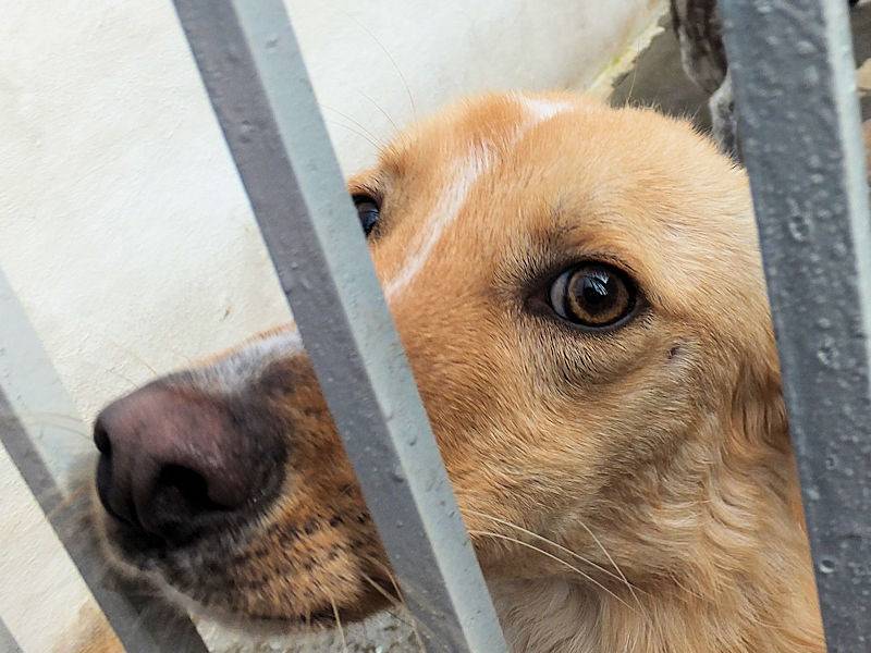 Adotta il cane ALDINO a Frosinone