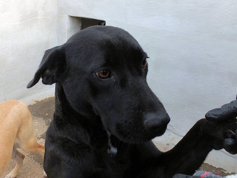 Vuoi adottare un cane a Frosinone?