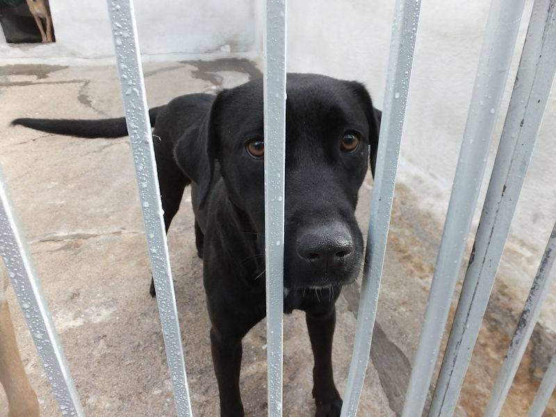 Adotta il cane ALENA a Frosinone