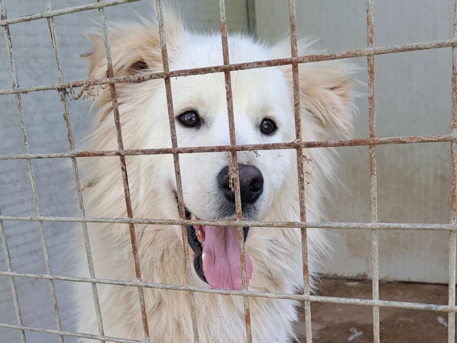 Foto dell'animale