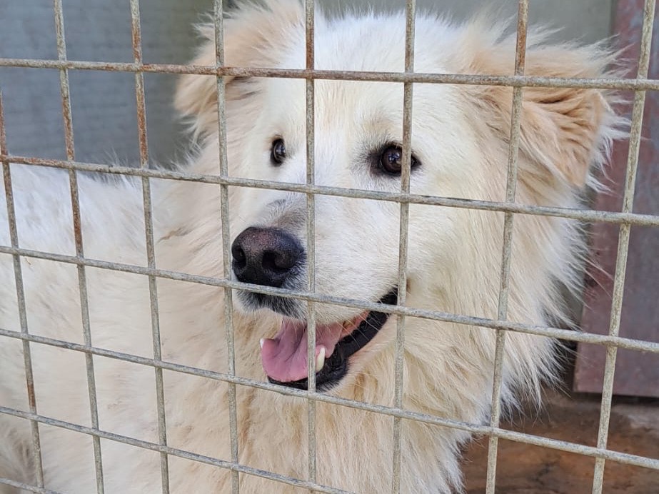 Adotta un cane, maschio, 2 anni  e 2 mesi , Vibo