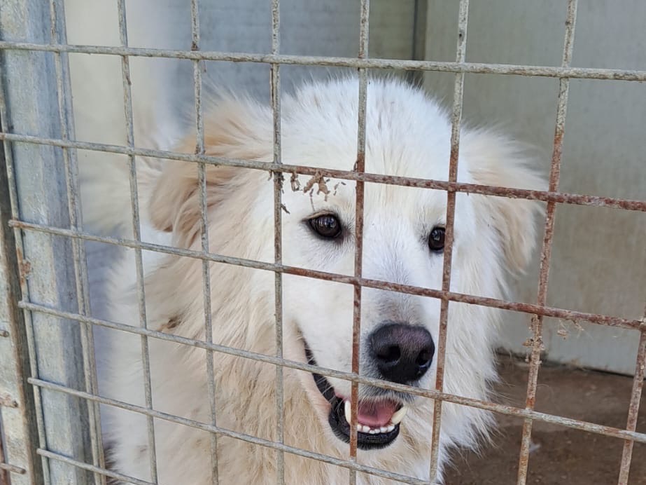Adotta un cane, taglia grande, maschio, Vibo