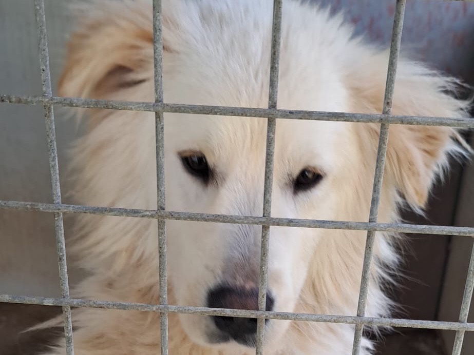 Vuoi adottare un cane a Vibo?
