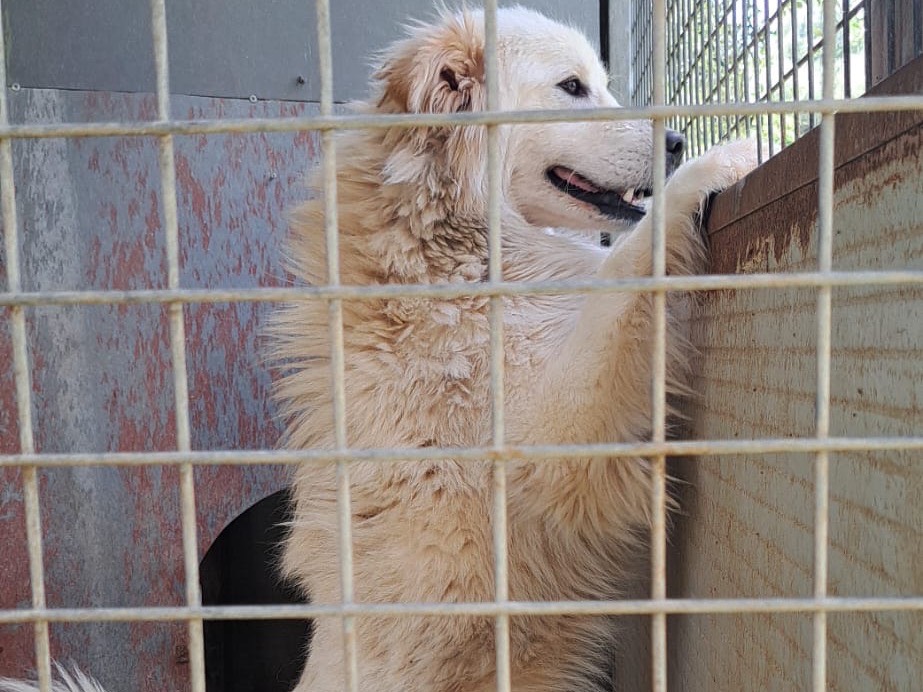 Adotta il cane Omero a Vibo