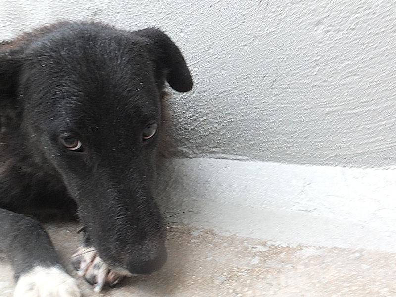Adotta un cane, femmina, 9 anni  e 11 mesi , Frosinone