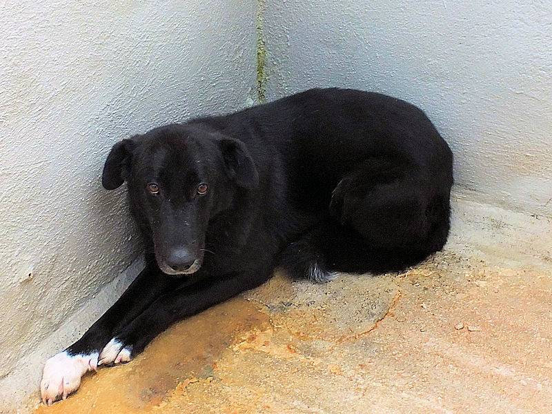 Adotta un cane, taglia media, femmina, Frosinone
