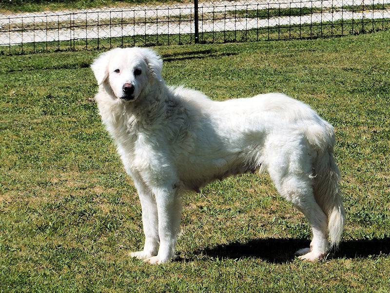 Adotta un cane, femmina, 3 anni  e 5 mesi , Frosinone