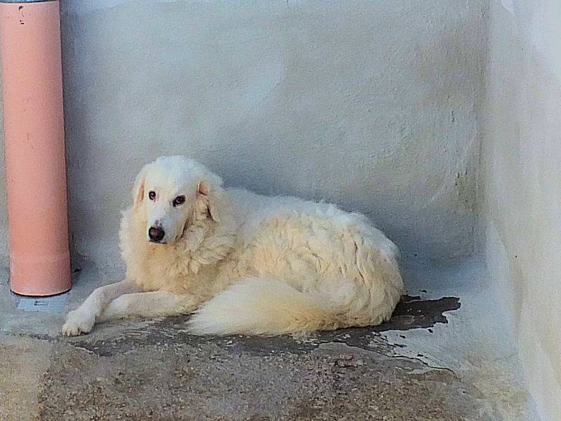 Foto 3 dell'animale