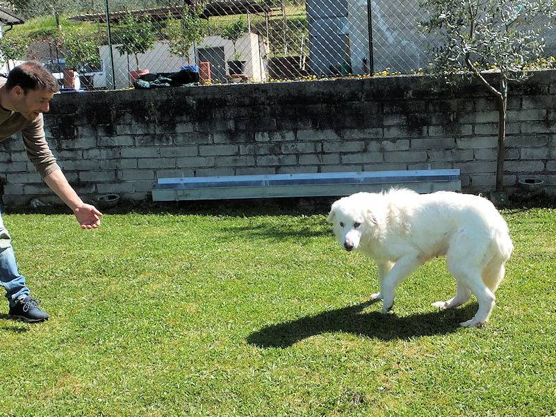 Vuoi adottare un cane a Frosinone?
