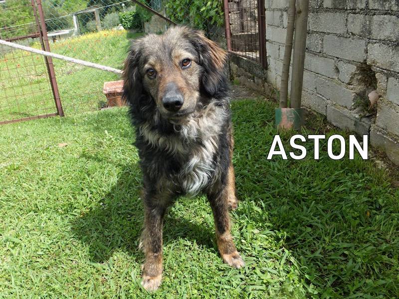 Adozione cane, maschio, Razza sconosciuta Razza sconosciuta, 3 anni e 11 mesi, taglia media, Frosinone
