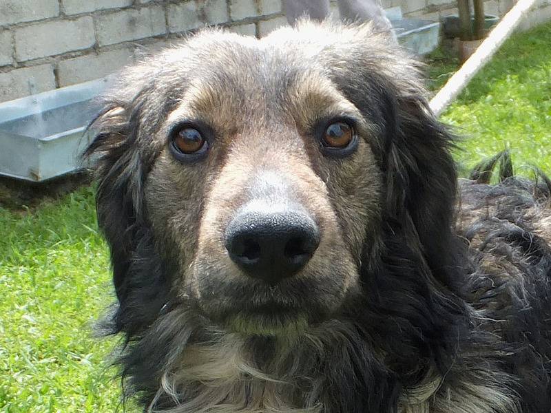 Adotta un cane, maschio, 3 anni e 11 mesi, Frosinone