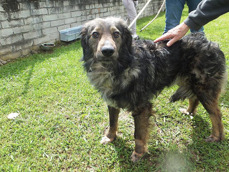 Adotta un cane, taglia media, maschio, Frosinone