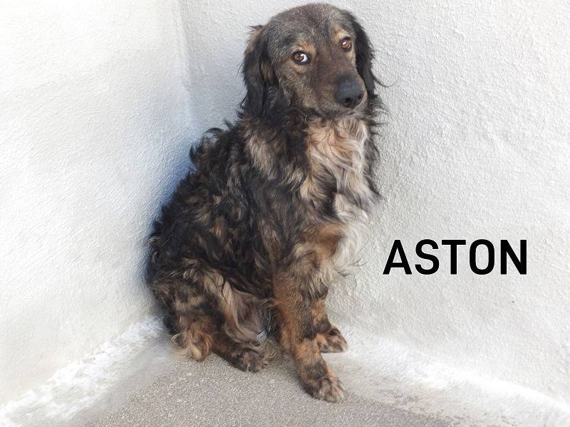Vuoi adottare un cane a Frosinone?