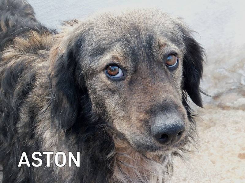 Adotta il cane ASTON a Frosinone