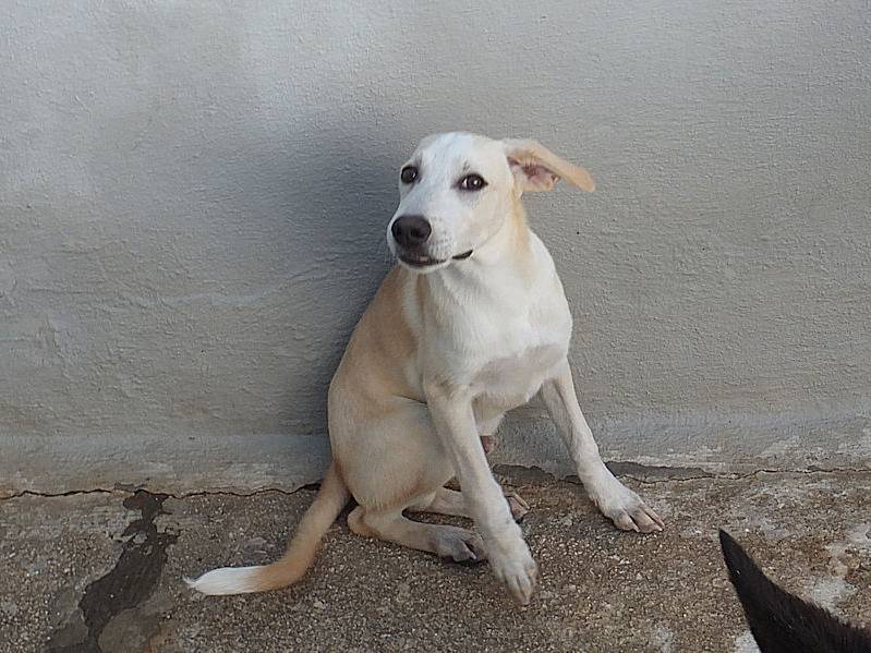 Adotta un cane, maschio, 2 anni  e 1 mese, Frosinone