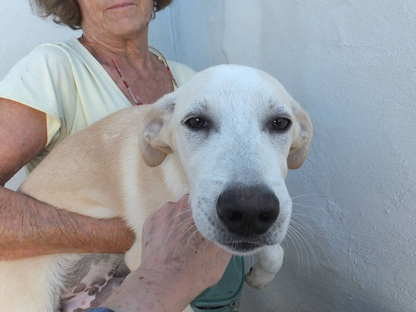 Adotta un cane, taglia media, maschio, Frosinone