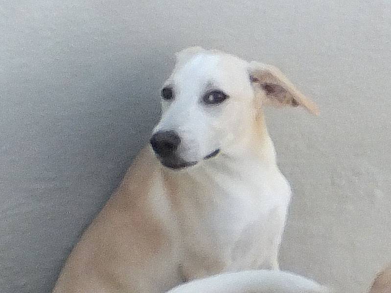 Vuoi adottare un cane a Frosinone?
