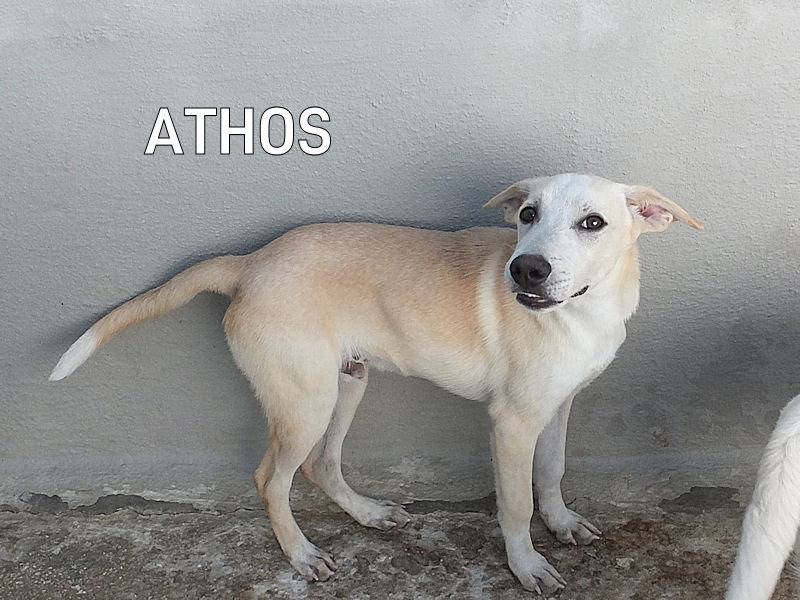 Adotta il cane ATHOS a Frosinone