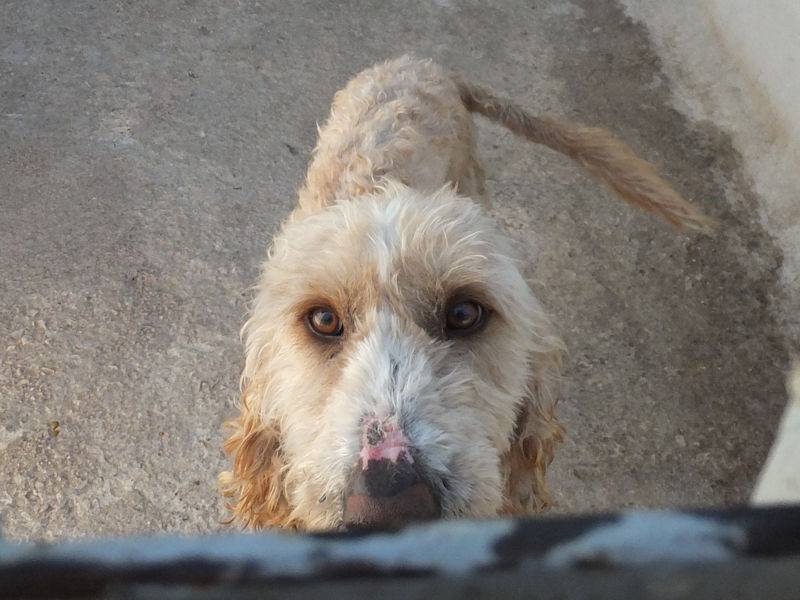 Foto 2 dell'animale