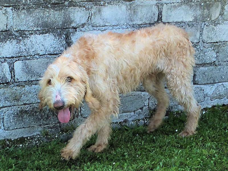 Adotta un cane, taglia media, maschio, Frosinone