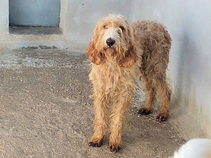 Foto 3 dell'animale